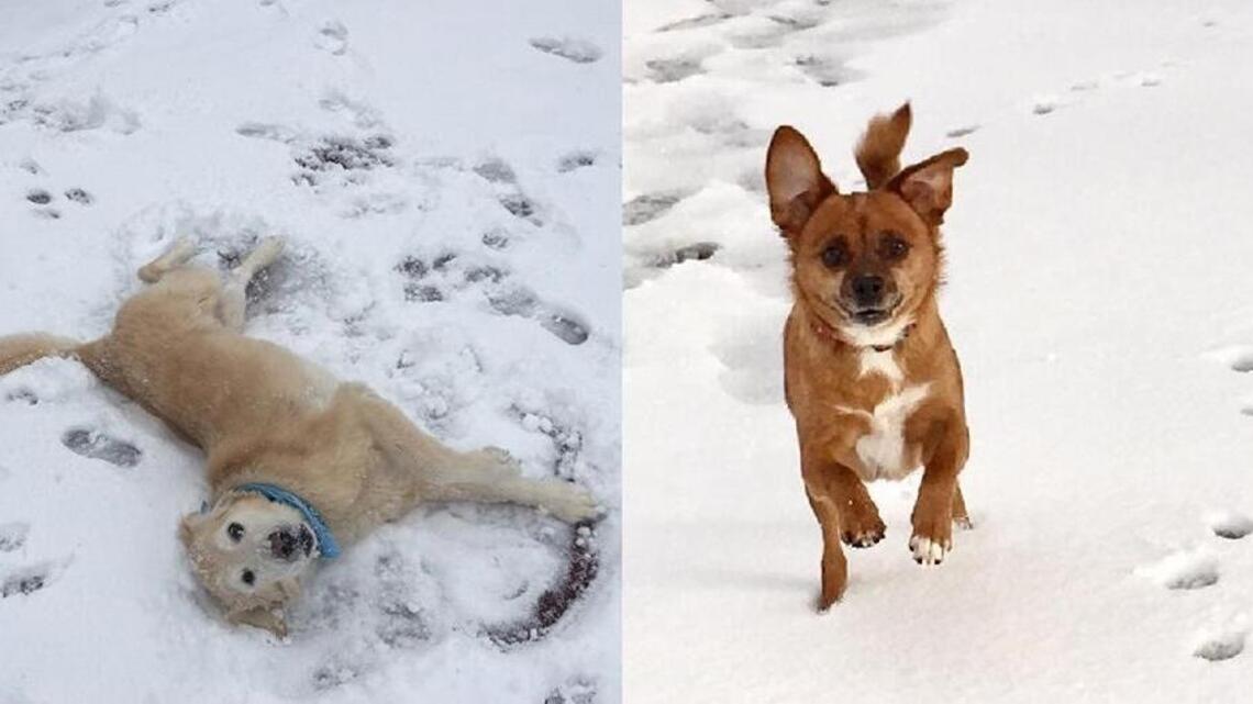 20 adorable Lowcountry pups that are crazy about snow. And 1 that isn’t.