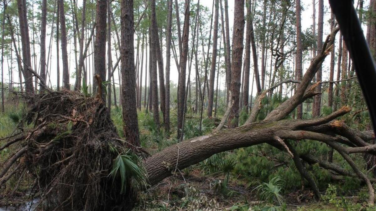 FILE: A fallen trees along a trail at Pinckney Island National Wildlife Refuge after Hurricane Matthew Oct. 12, 2016.
