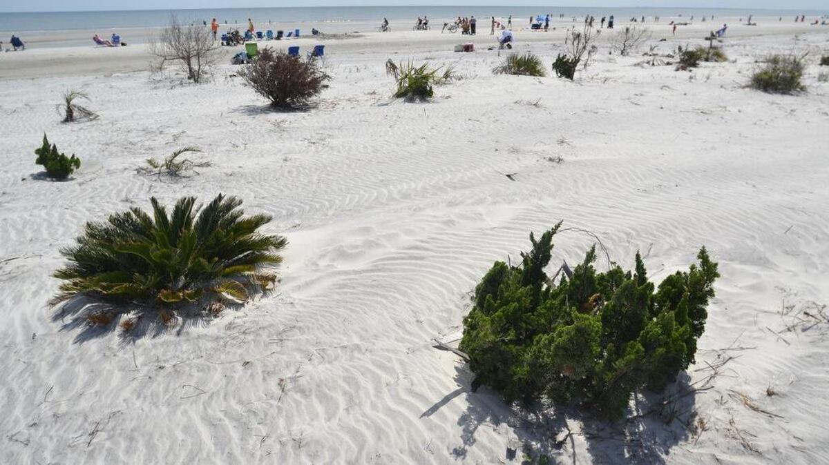 Vegetation has begun to grow back in an area of the sand dunes along Hilton Head Island’s South Forest Beach near Alder Lane Beach Park that were washed over and left denuded by waves from Hurricane Matthew in October 2016. Photo taken on March 29, 2017.