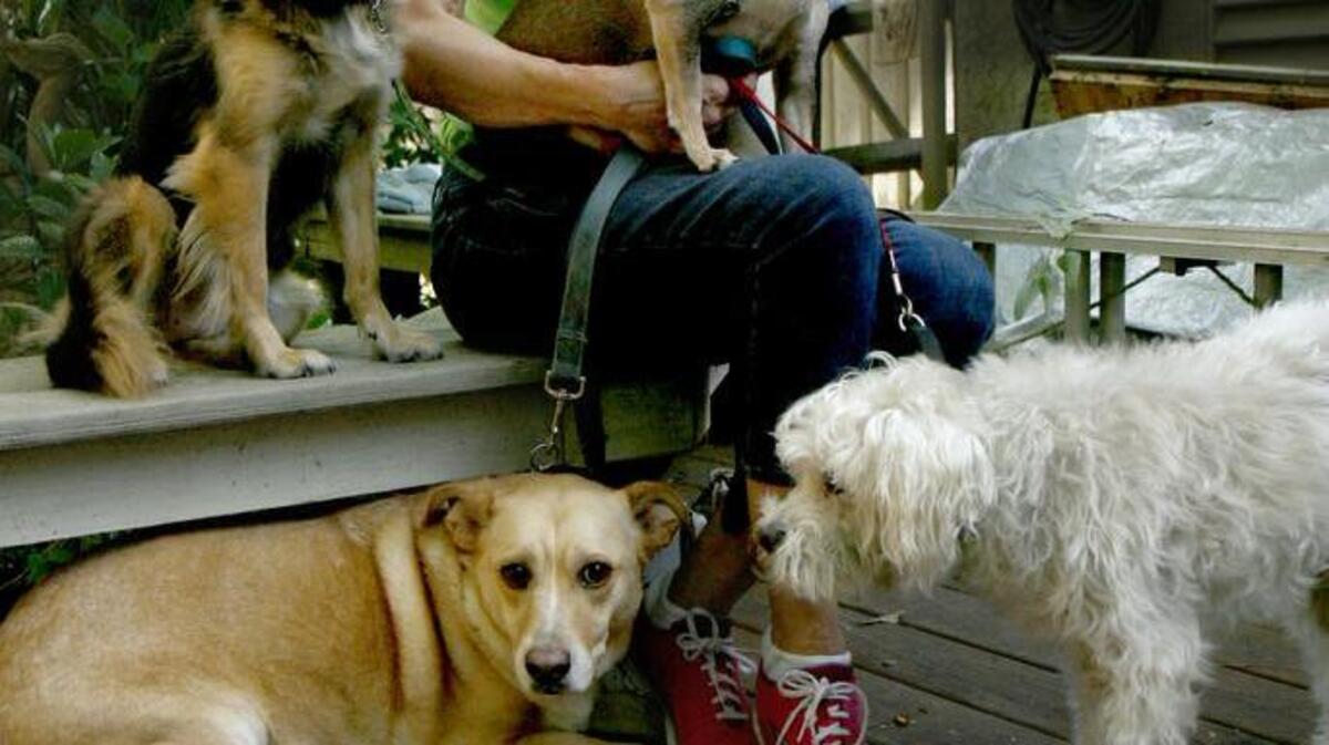 Franny Gerthoffer, executive director of Hilton Humane Association, poses on Oct. 18 with her family of pets, minus her outdoor cat. Gerthoffer and her husband Bob fled Hurricane Matthew to Hardeeville with their pets and the healthy animals from the association.