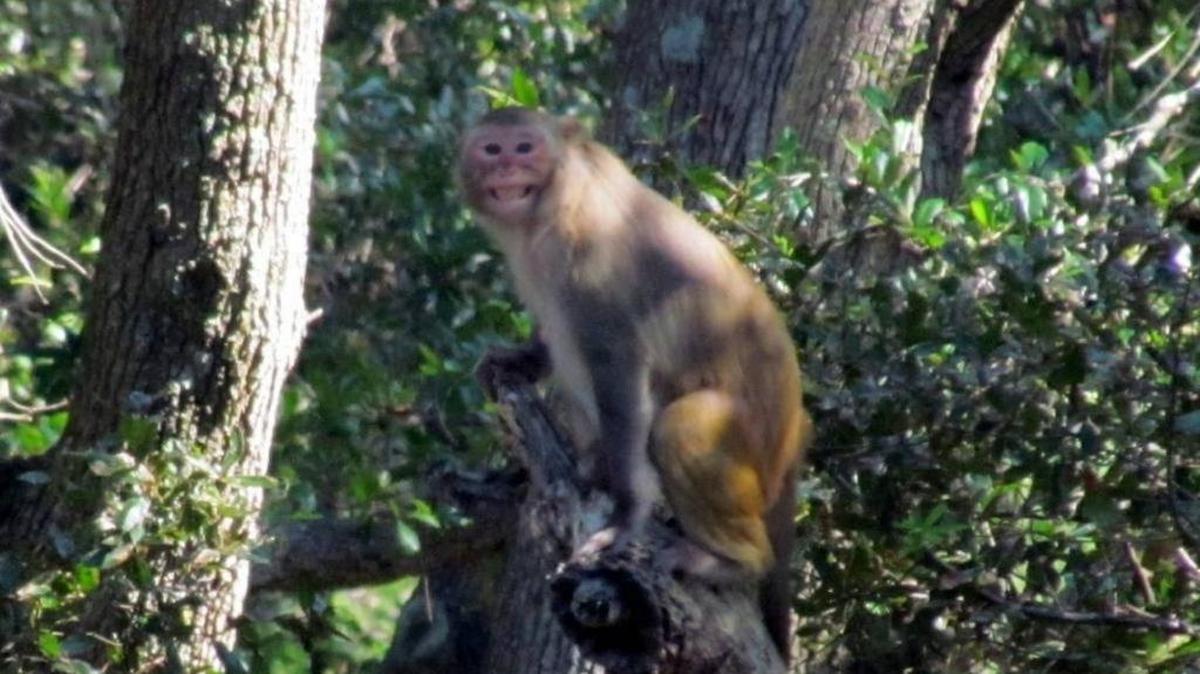 File photo — All smiles: A Rhesus monkey grins at onlookers. But don't be fooled by what may seem like a cheerful invitation. These are wild creatures living on Morgan Island near Beaufort.