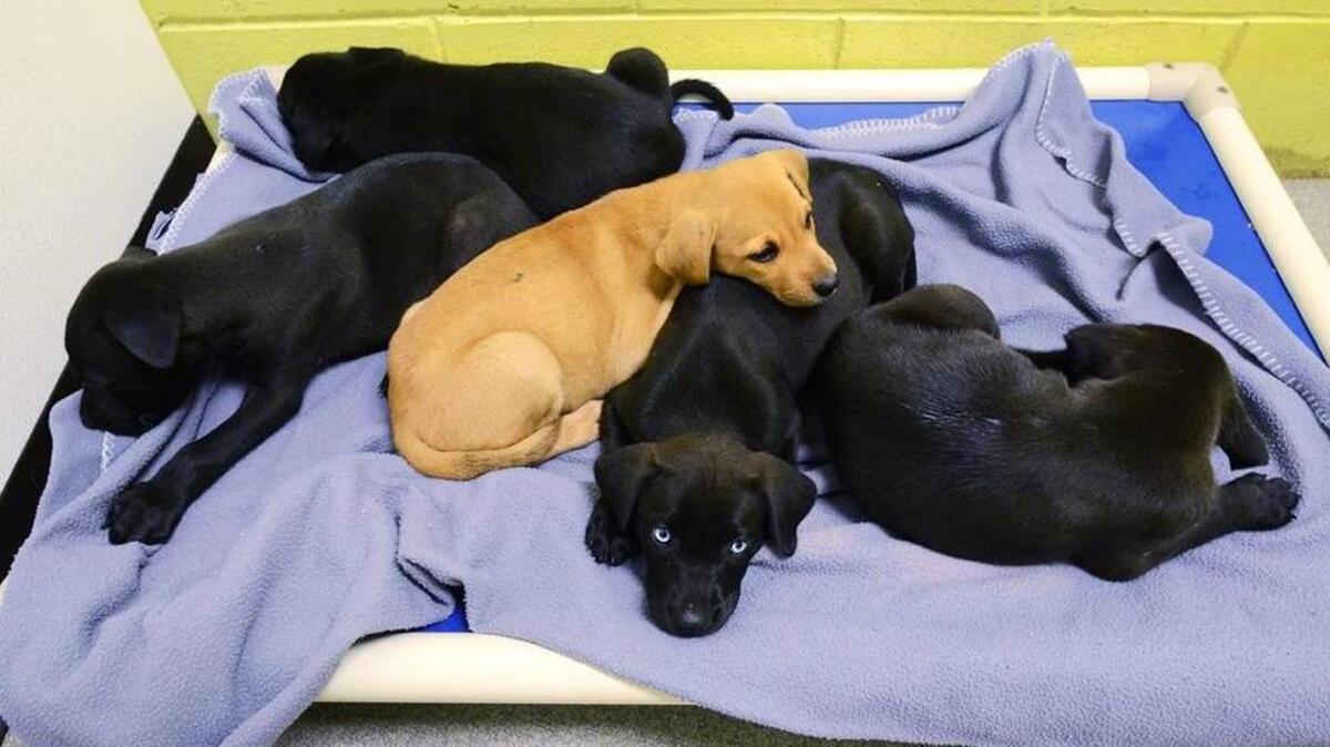A litter of Labrador mix puppies awaits adoption at the Palmetto Animal League shelter in 2015. The league took them in when the St. Francis Animal Shelter in Georgetown, S.C. became overwhelmed with animals after floods.