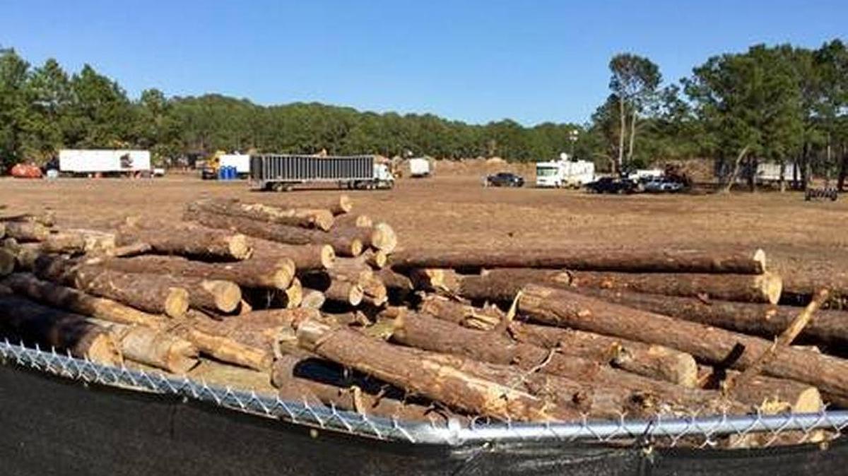 A look at trees last month at Honey Horn where debris continues to be process from Hurricane Matthew damage.