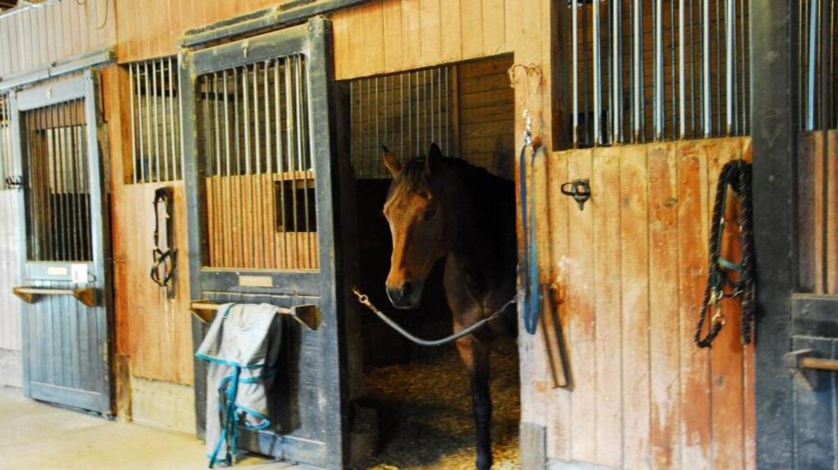 Signal, Chelsea Groggins’ 11-year-old Trakehner horse, was one of the last four horses to be evacuated from Palm Paddock on Jonesville Road on Thursday, Oct. 6, 2016. He’s headed for a race track in Camden.
