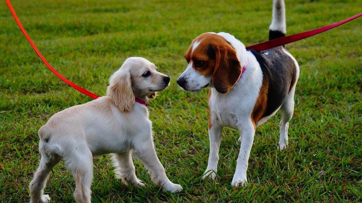 Rover.com looked at its database of more than one million pet parents to unveil its most popular dog names of 2021.