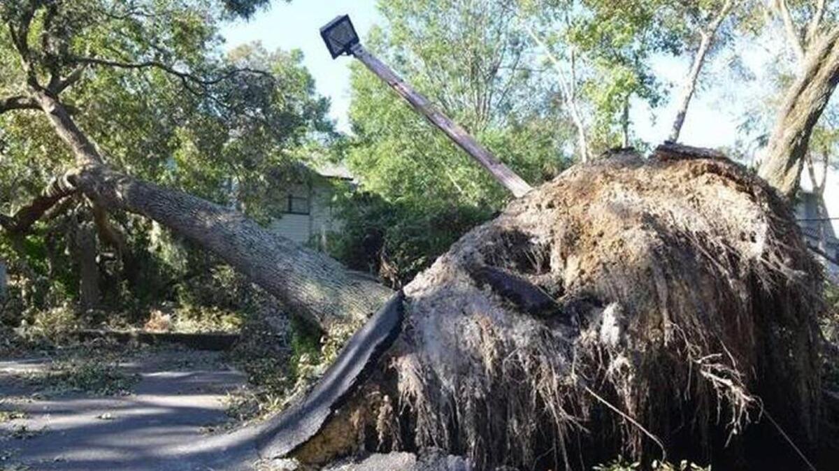 After Hurricane Matthew, some Hilton Head Island businesses took down healthy trees without a permit while officials were grappling with larger trees like this one.