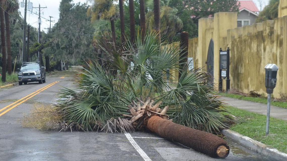 A toppled palmetto tree rests on Craven Street on Oct. 8, 2016. The tree was brought down by the winds of Hurricane Matthew.