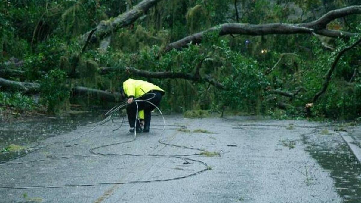 A Bluffton Police officer bundles up a downed wire after a live oak tree crashed across Boundary Street in Old Town Bluffton on Monday, Sept. 11, 2017 as Tropical Storm Irma pummeled the Lowcountry with strong winds, driving rain and storm surge that arrived at high tide.