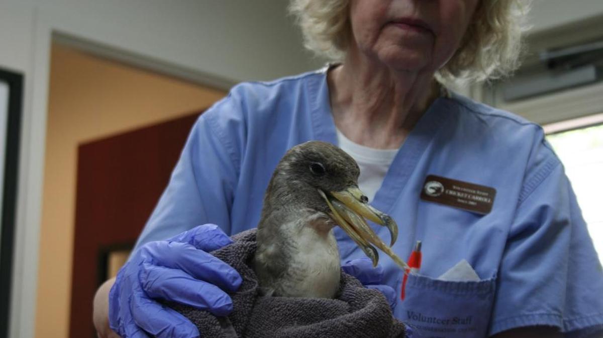 A rare Cory’s Shearwater bird was rescued after Tropical Storm Irma by a Hilton Head Island couple and taken to Charleston for medical care at a clinic operated by the South Carolina Center for Birds of Prey. The bird died last week.
