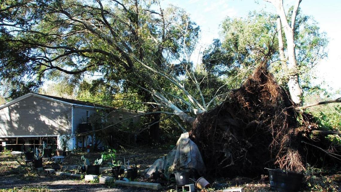 A tree leans toward a building on Indian Pipe Lane off Squire Pope Road.