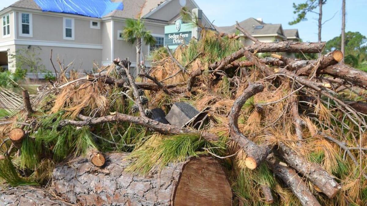 A pile of hurricane debris in Palmetto Hall was nearly as tall as a street sign on Nov. 2, 2016.