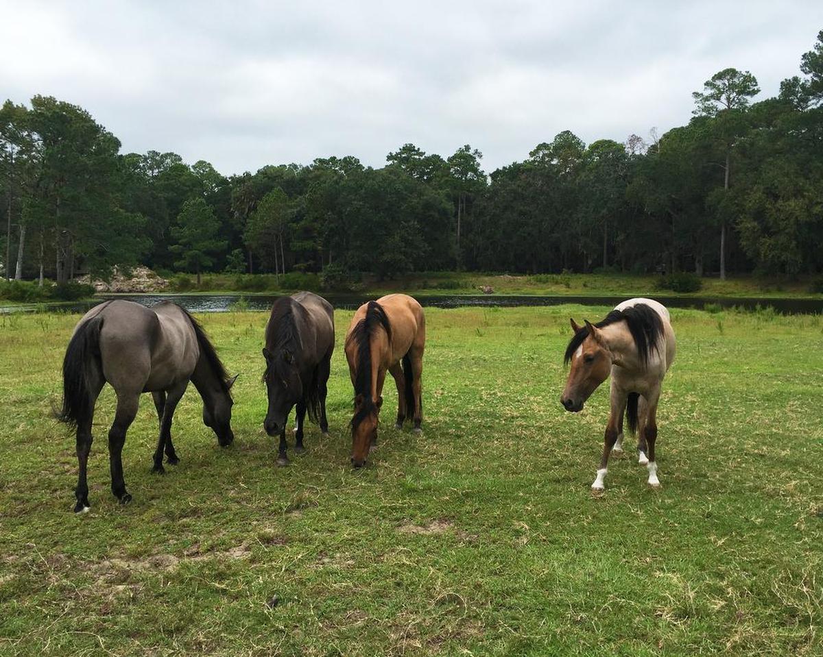 In this submitted photo from 2016, Daufuskie Island's Marsh Tacky horses were moved to the equestrian center at Melrose Resort to weather Hurricane Matthew.
