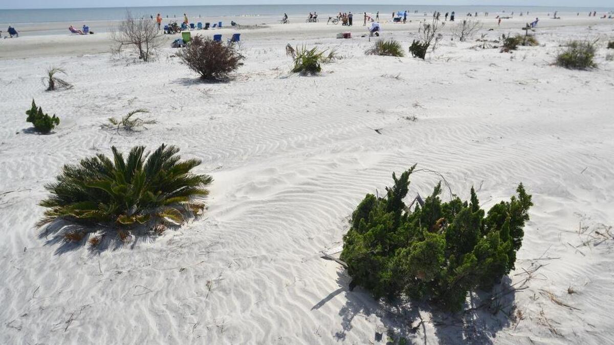 Vegetation has begun to grow back in an area of the sand dunes along Hilton Head Island’s South Forest Beach near Alder Lane Beach Park that were washed over and left denuded by waves from Hurricane Matthew in October 2016. Photo taken on March 29, 2017.