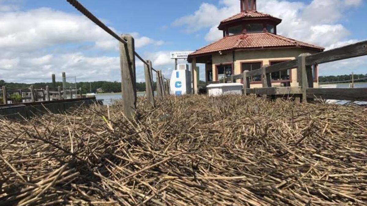 Palmetto Bay Marina on Hilton Head after flooding receded Tuesday afternoon.