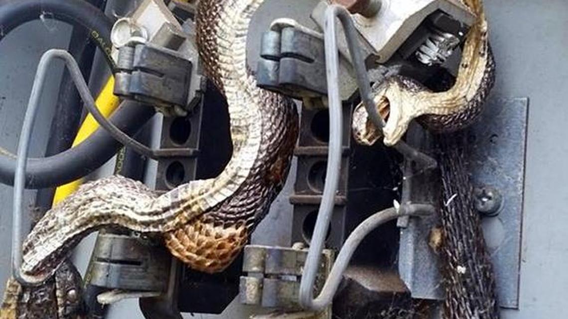 Fried snakes found in NC utility box surprise workers