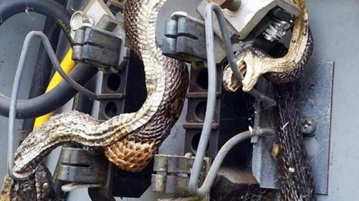 City workers found these snakes locked together inside a utility box.