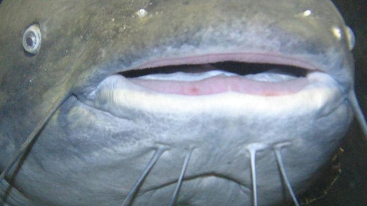 Some wonder if the Lake Norman monster is just a giant catfish.