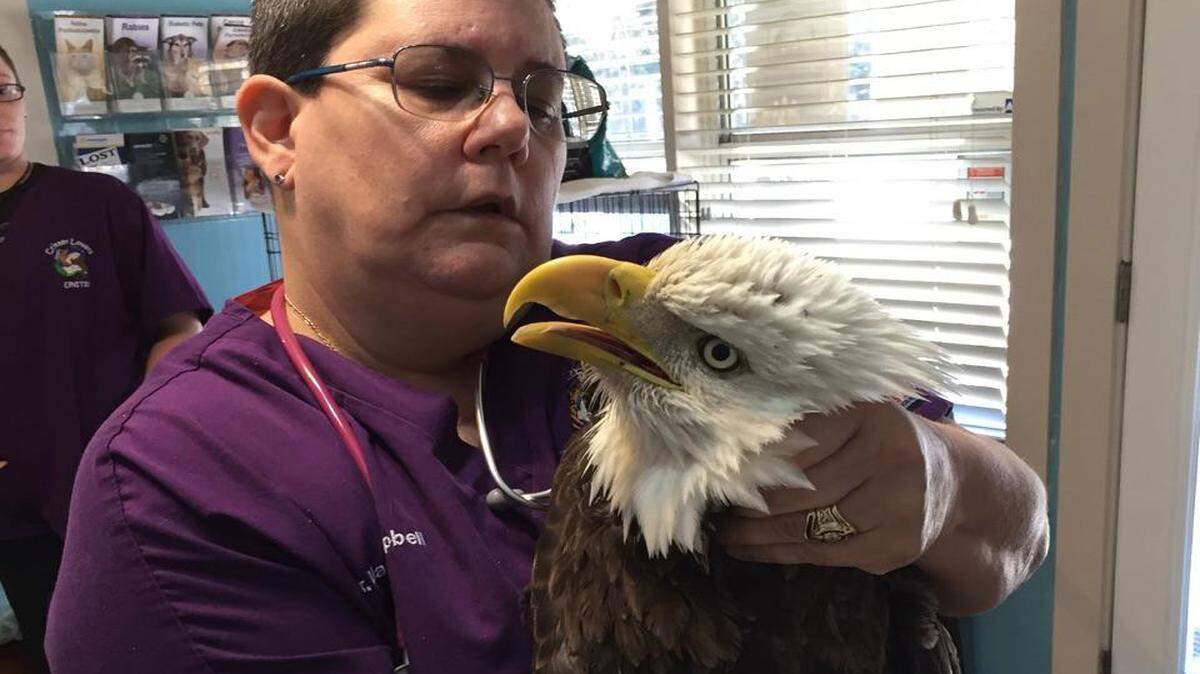 Dr. Marikay Campbell, co-owner of Port Royal Veterinary Hospital, holds the injured eagle that was brought to her clinic Nov. 27, 2015.