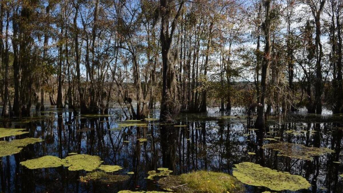 A swampy area in the Donnelley Wildlife Management Area of the ACE Basin, one of the area’s first protected places.