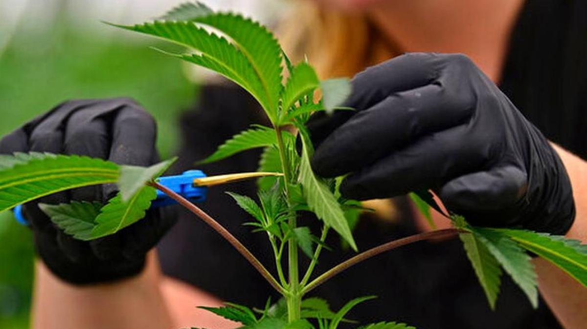 In this Sept. 20, 2018, file photo, an employee at a medical marijuana cultivator works on topping a marijuana plant, in Ohio.