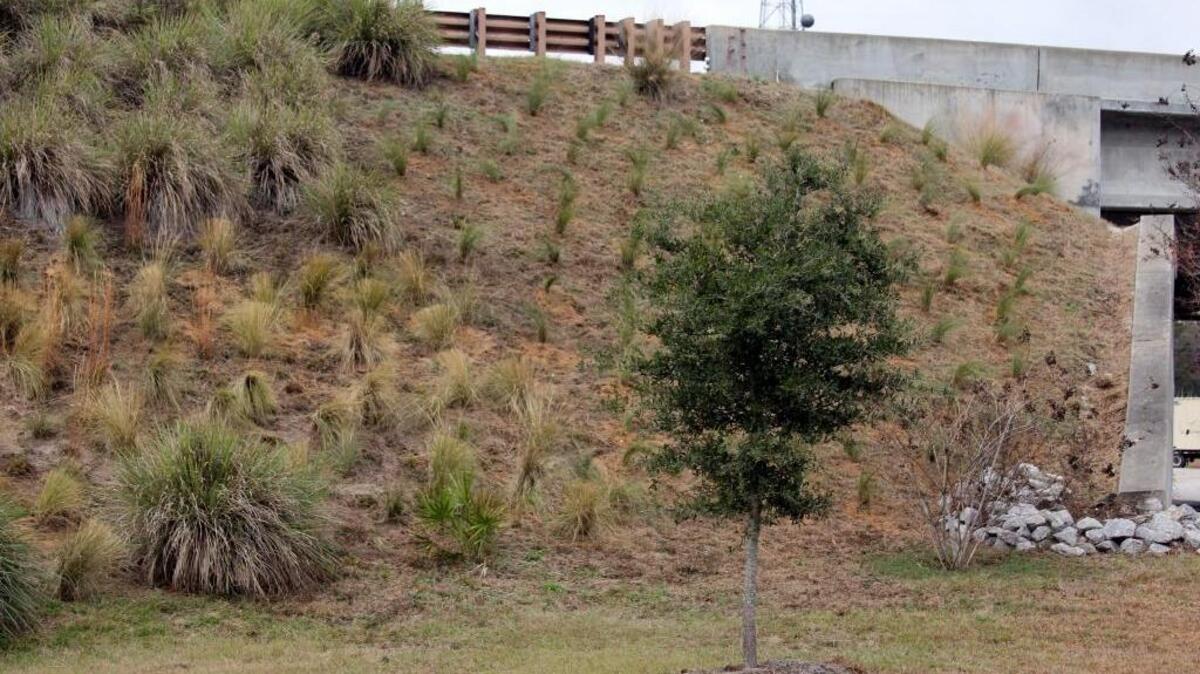 New sweetgrass plants on the berm at Gardens Corner.