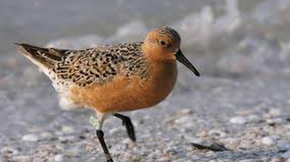 A red knot.