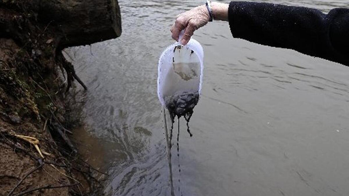 In this Wednesday, Feb. 5, 2014 photo, Jenny Edwards, program manager for Rockingham County with the Dan River Basin Association, scoops coal ash from the banks of the river as state and federal environmental officials continued their investigations of a spill in Eden, N.C. Duke Energy estimated that up to 82,000 tons of ash has been released from a break in a 48-inch stormwater pipe at the Dan River Power Plant.