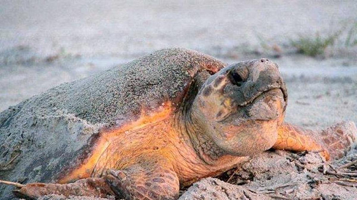 Loggerhead turtles threatened by plastics in the waterways and sea level rise.