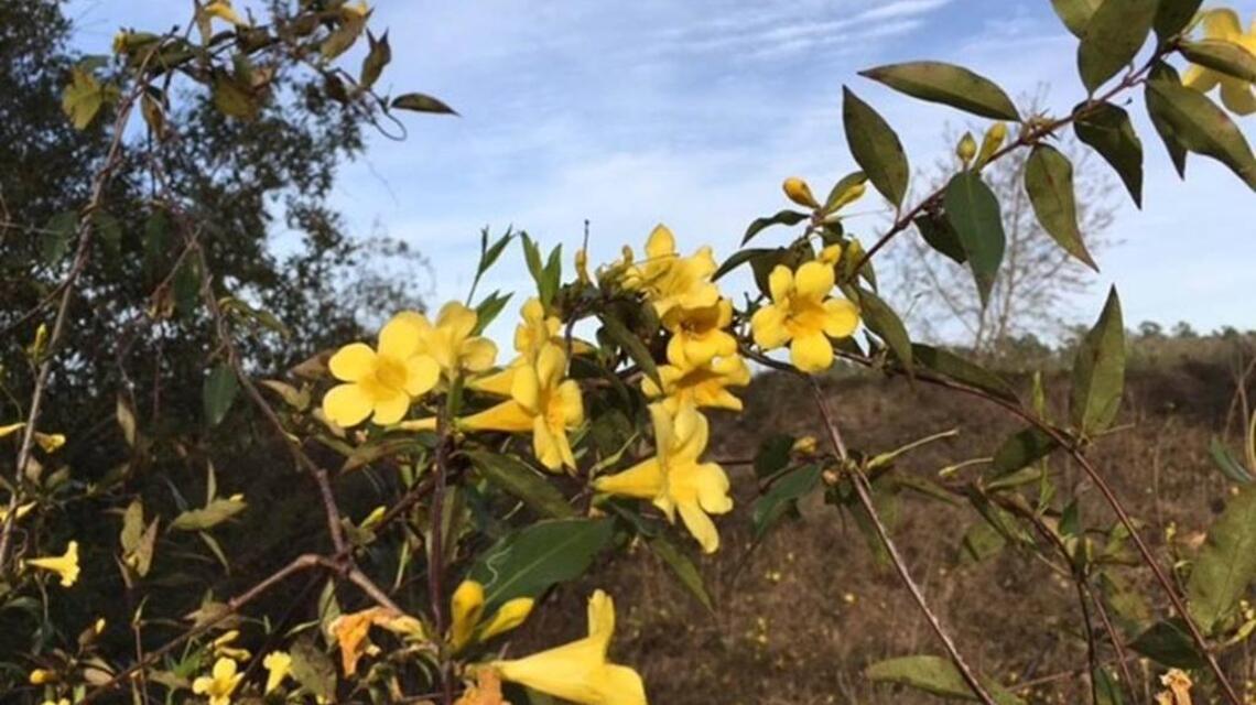 This bill benefits birds, bees and farmers, and it’s 2 votes from becoming SC law