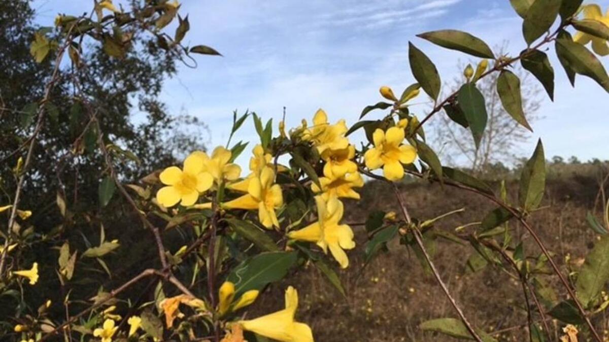 This photo from the Audubon South Carolina website shows Yellow Jessamine, one of the native perennials that attract birds as well as wild pollinators such as bees, bats and butterflies, all of which play a critical role in producing the crops that feed our state and fuel our economy.