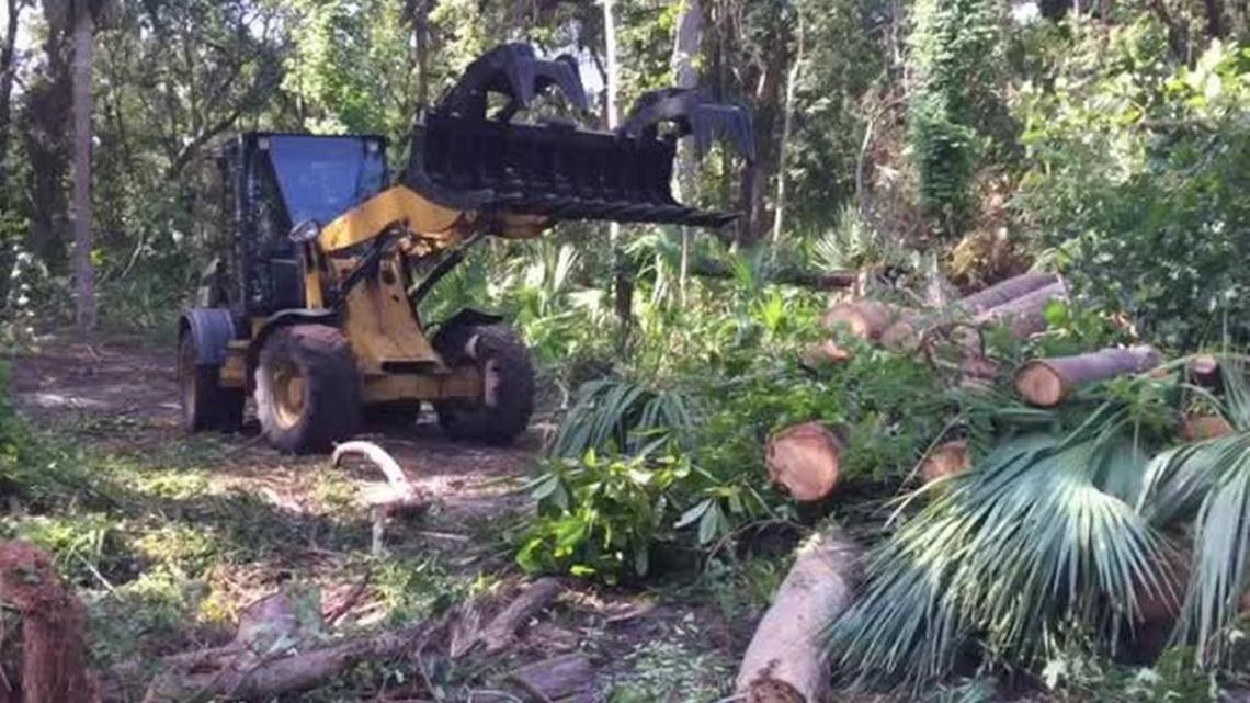 Hilton Head still owes answers on tree cutting in Forest Beach