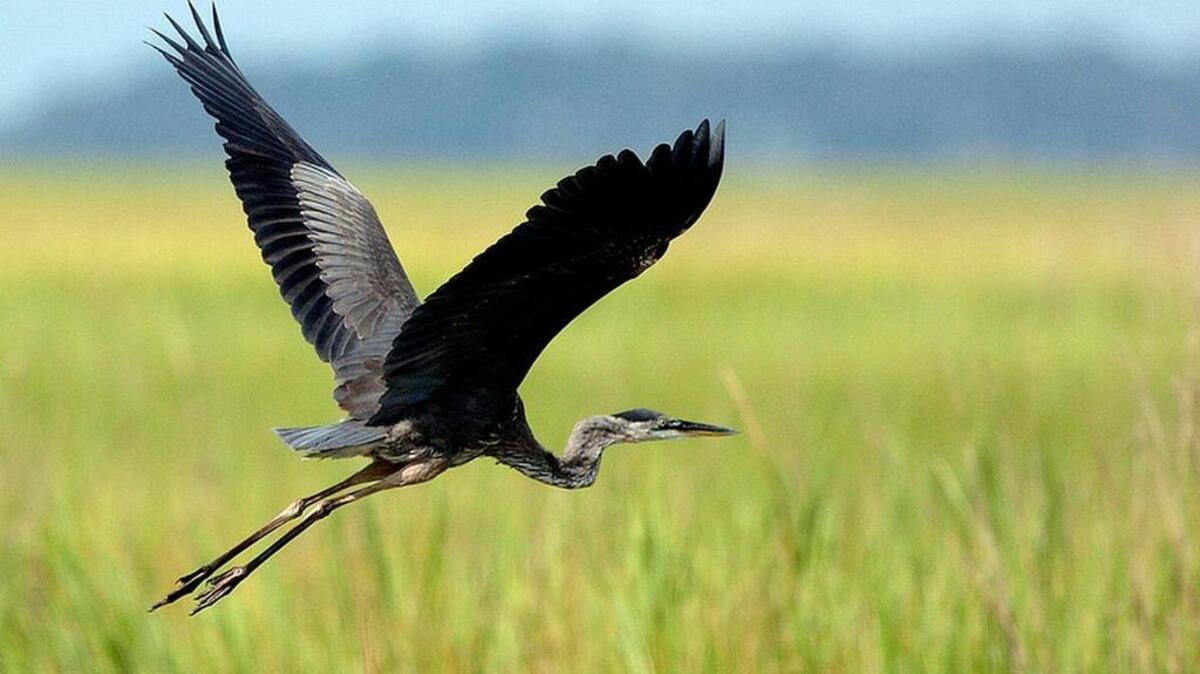 A heron glides over the top of a marsh on Lady’s Island.