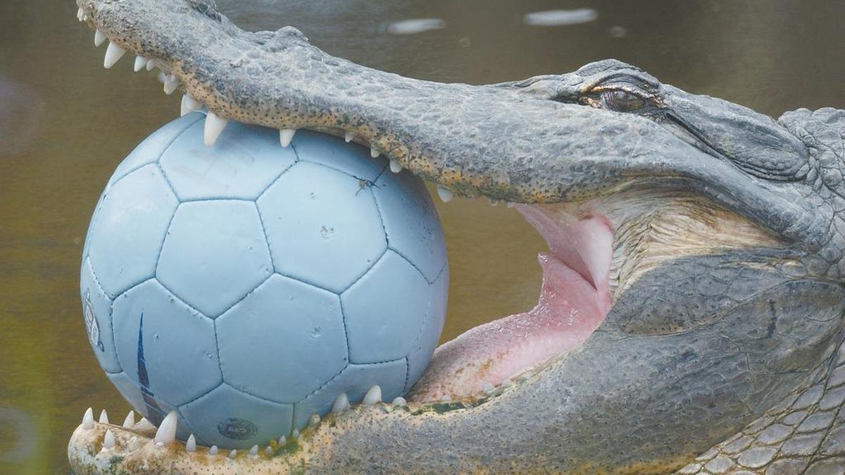 In this file photo from 2005, an alligator rests on the banks of a lagoon behind the Hilton Head Preparatory School athletic field with a soccer ball lodged in its mouth.
