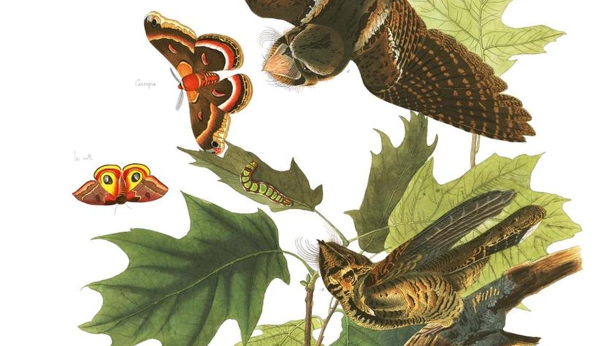 John James Audubon images of the whippoorwill courtesy of the John James Audubon Center at Mill Grove, Audubon, Pa., and the Montgomery County, Pa., Audubon Collection.