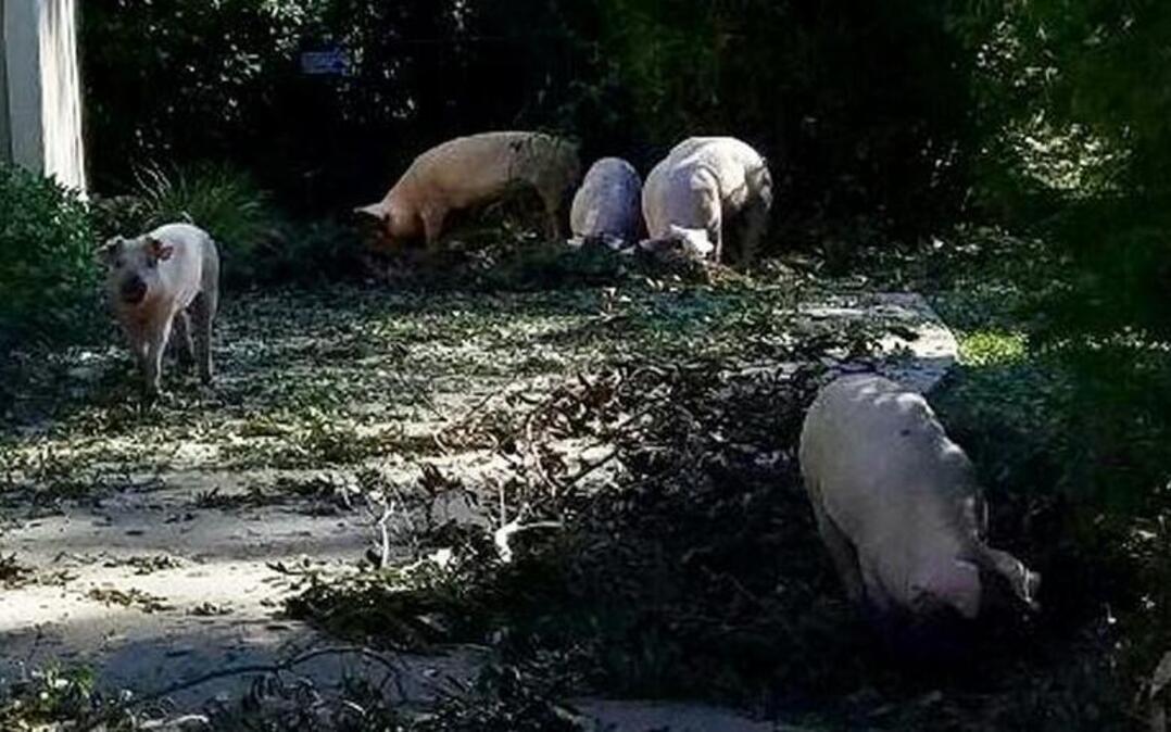 Pigs roaming a yard in Old House Creek subdivision on Hilton Head Island after Hurricane Matthew.