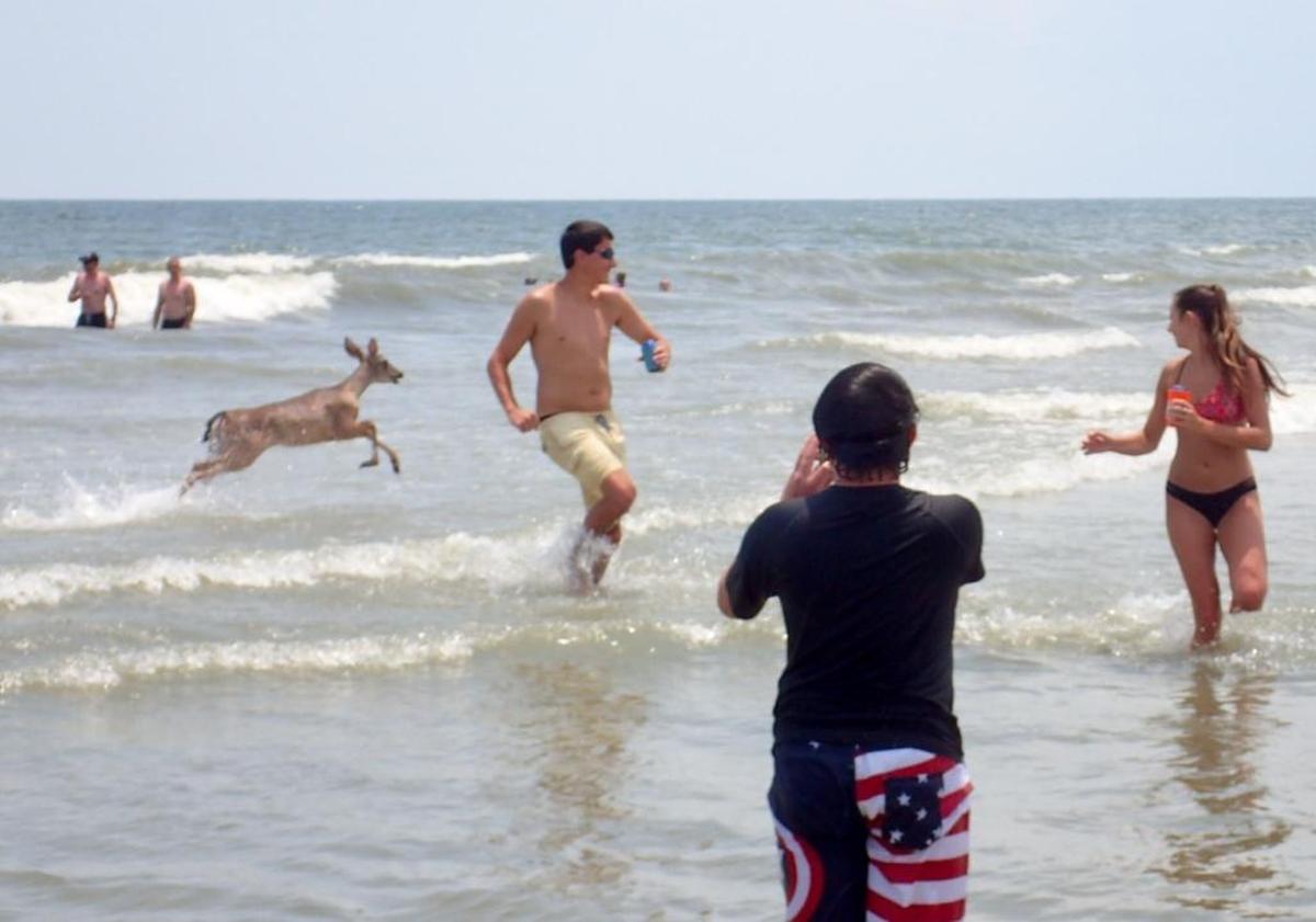 A deer surprises swimmers on the Hilton Head Island beach Monday afternoon, July 3, 2017.