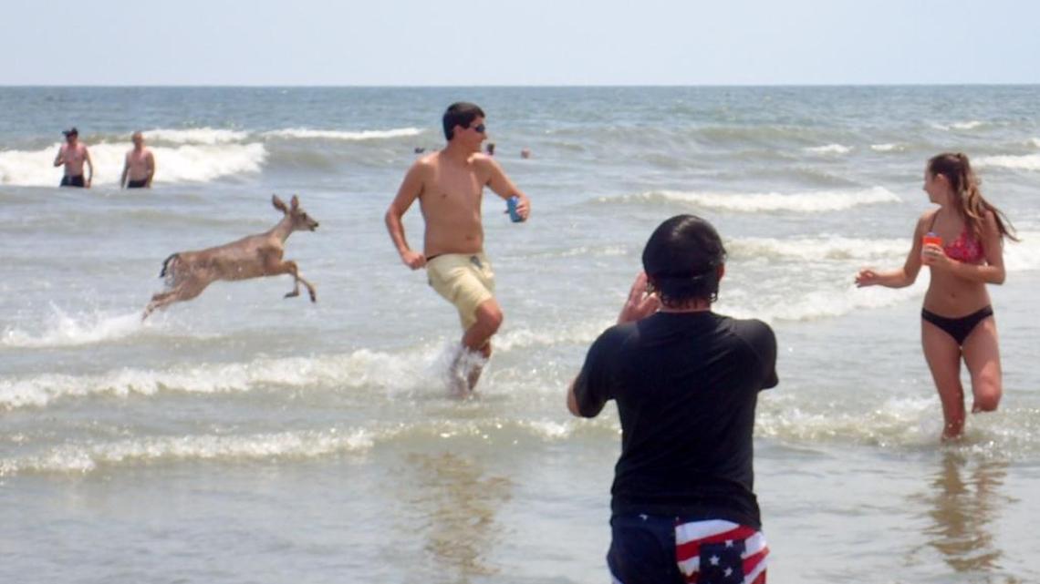 A deer surprises swimmers on the Hilton Head Island beach Monday afternoon, July 3, 2017.