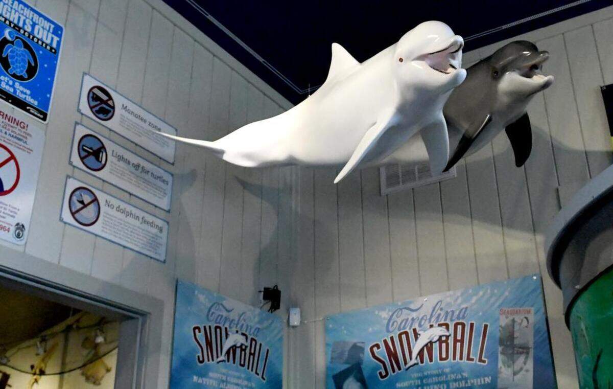 The replica of “Snowball,” the albino dolphin captured near St. Helena Sound, front, has returned for good to the Port Royal Sound Foundation Maritime Center after the organization purchased the model from its owner, Kevin Vanacore. Pictured with Snowball is Sonny Boy, her calf, that was captured with her in 1962 and taken to the Miami Seaquarium.