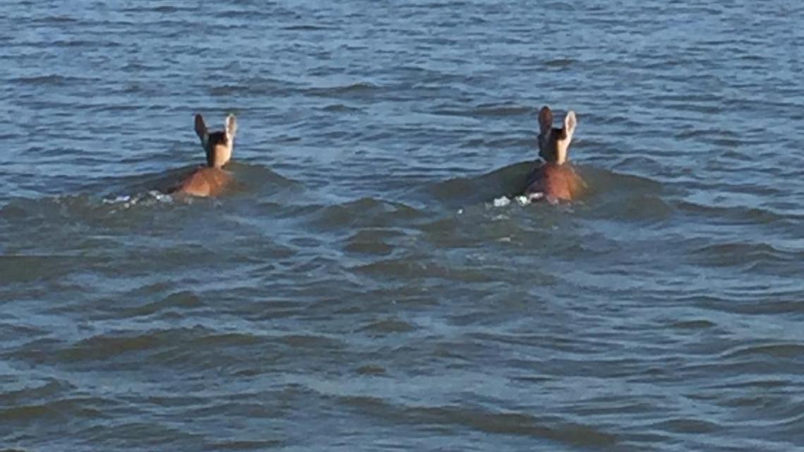 Snapshot of the Lowcountry swimming against the tide