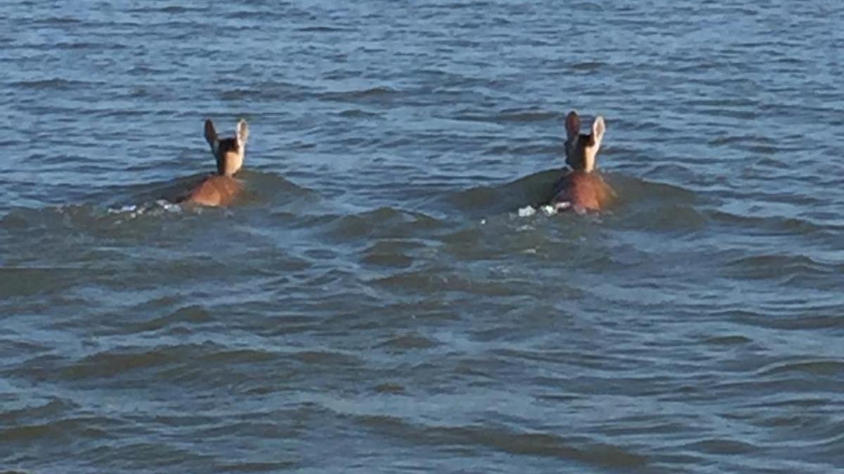 Two large does swim across the Cooper River toward Daufuskie Island, still a good mile away, Aug. 2, 2016.