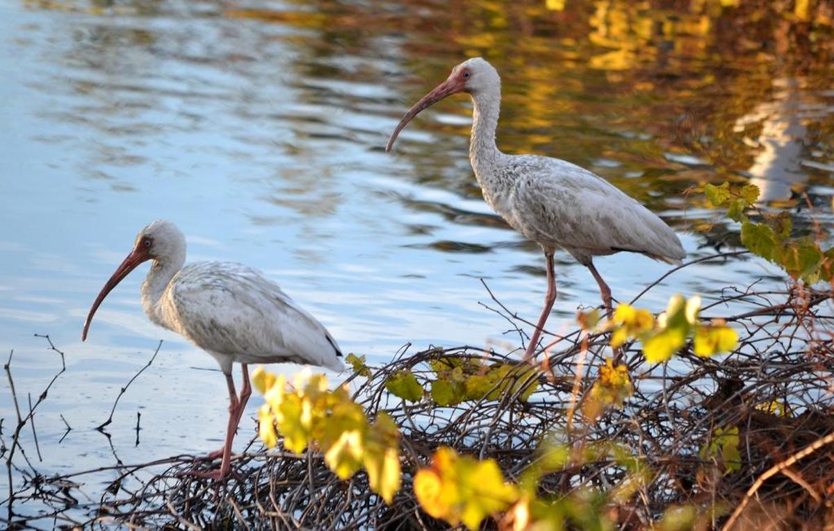 Two white ibises walk along the edge of the water at Shelter Cove Pond on Dec. 15, 2015, on Hilton Head Island.