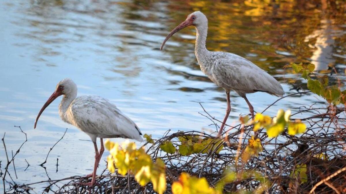 Two white ibises walk along the edge of the water at Shelter Cove Pond on Dec. 15, 2015, on Hilton Head Island.