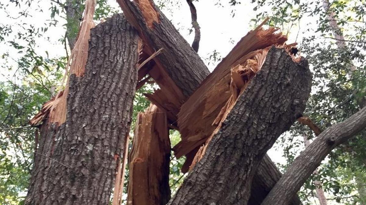 It’s hard to fathom the force it took to split this tree 4 yards from our house during Hurricane Matthew. I’ve stood beside trees that cars slammed into at racing speeds, and they never do this.