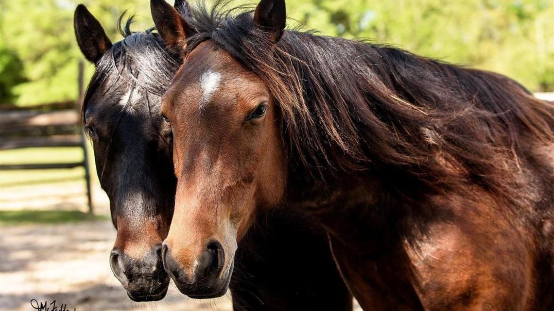 Marsh tackies Yago, left, and River were stolen from a pasture in Rembert Sunday night, April 23, 2017.