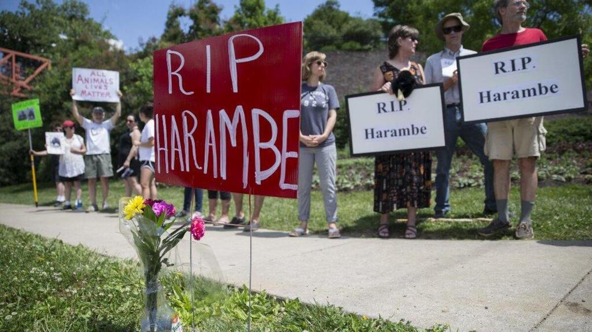 Animal rights activists and mourners gather for a Memorial Day vigil outside the Cincinnati Zoo & Botanical Garden, Monday, May 30, 2016 in Cincinnati for Harambe, the gorilla killed Saturday at the Cincinnati Zoo after a 4-year-old boy slipped into an exhibit and a special zoo response team concluded his life was in danger. There has been an outpouring on social media of people upset about the killing of the member of an endangered species.