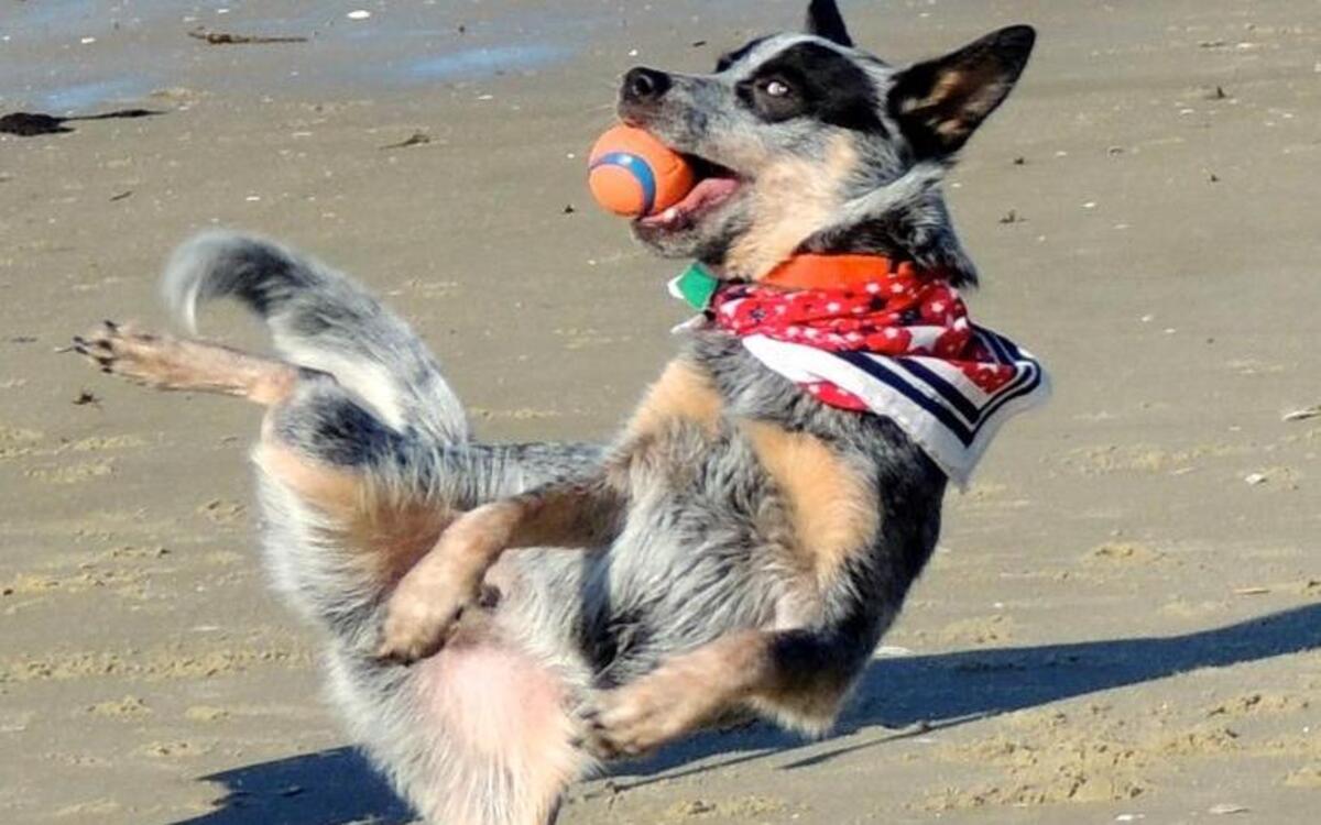 Eddy the blue heeler spears a ball on Hilton Head Island beach on June 7, 2016.