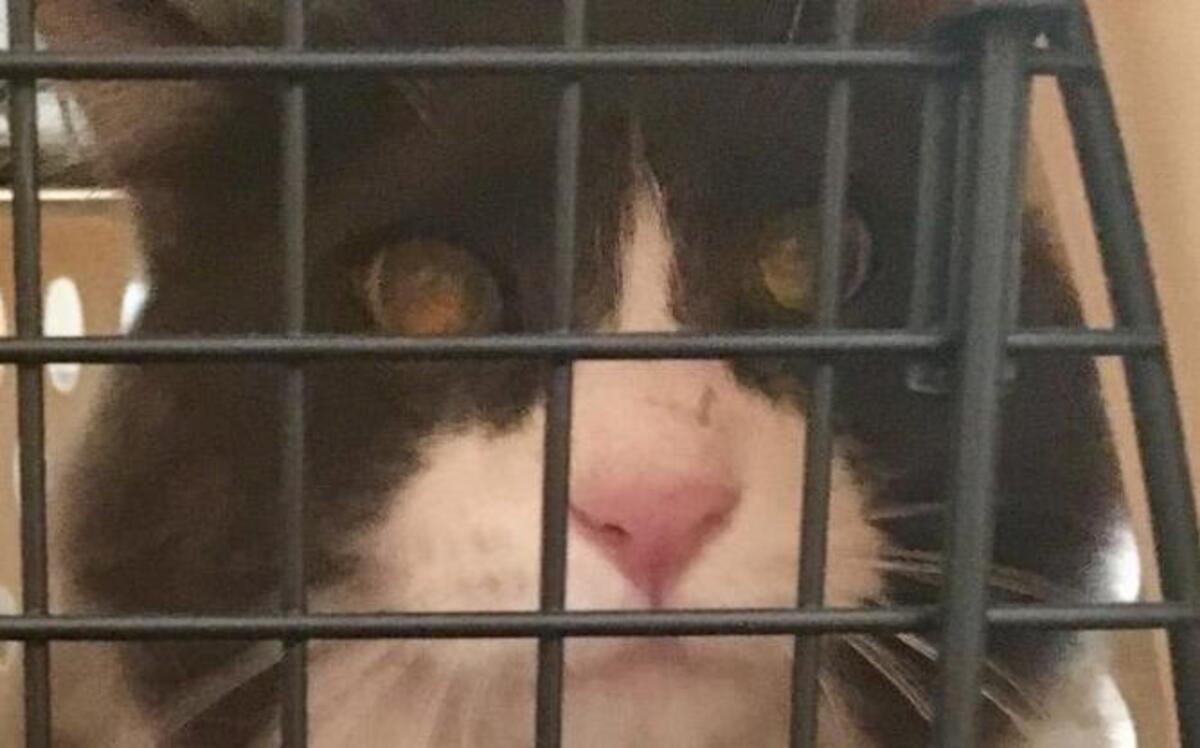 Bonnie the cat.