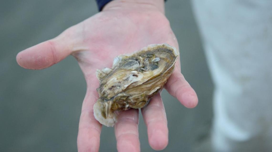 Oysters in summer? Why not?