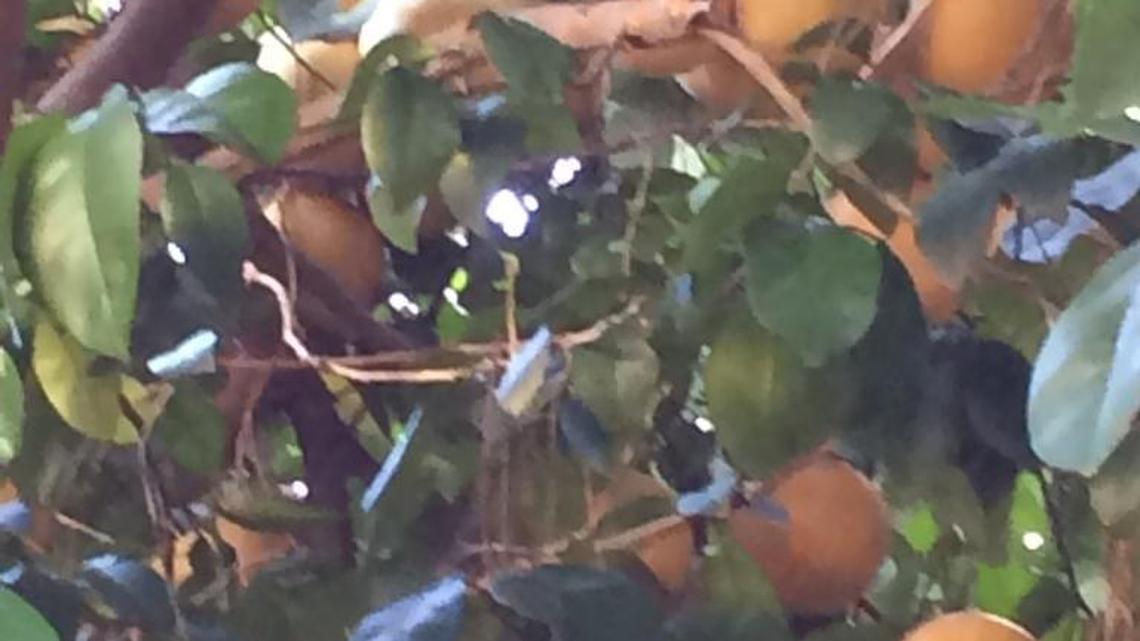 The grapefruit tree that ate Bluffton