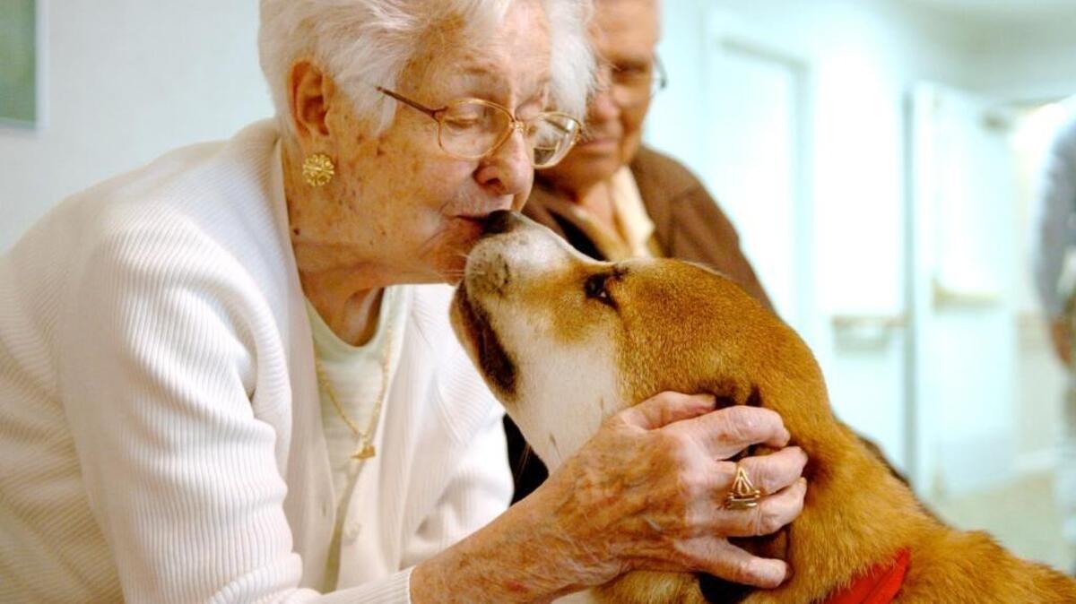 In this file photo from September 2011, a resident at Palm Meadows Village on Hilton Head Island gets a kiss from Smokey, a trained therapy dog owned by Rich Czark.